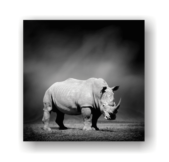 Lazer Art & Frame 1162669210