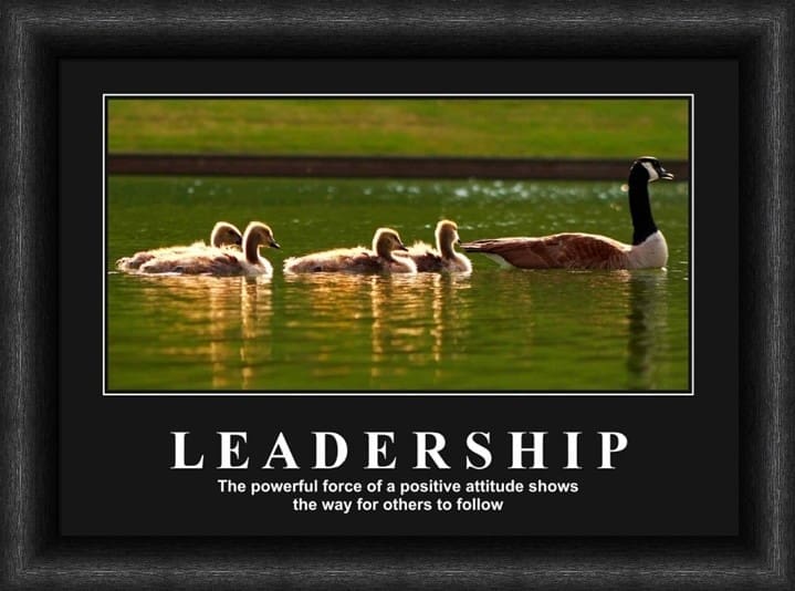 Variation picture for Leadership - Ducks Variation picture for Leadership - Ducks